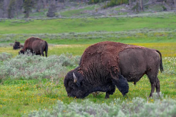 Bisonte Americano Valle Lamar Del Parque Nacional Yellowstone Estados Unidos — Foto de Stock