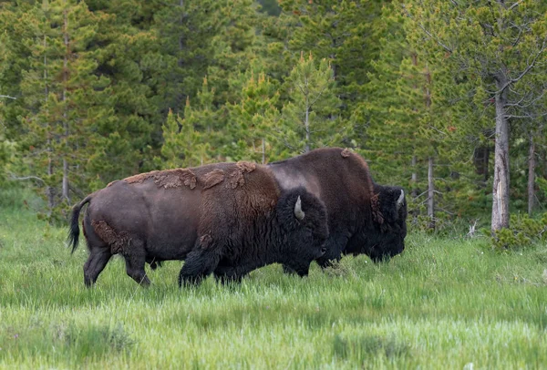 American Bison Lamar Valley Yellowstone National Park Eua — Fotografia de Stock