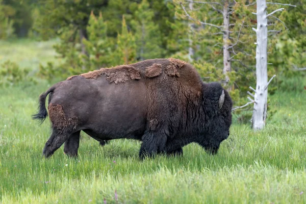 Americký Bizon Lamar Údolí Yellowstonský Národní Park Usa — Stock fotografie