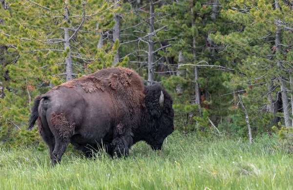 American Bison Lamar Valley Yellowstone National Park Eua — Fotografia de Stock