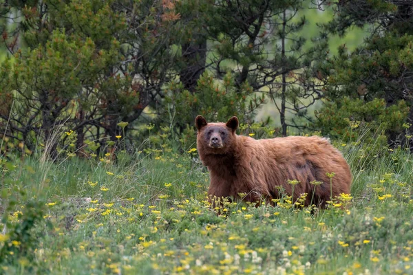 Oso Negro Americano Ursus Americanus Parque Nacional Glaciar Montana — Foto de Stock