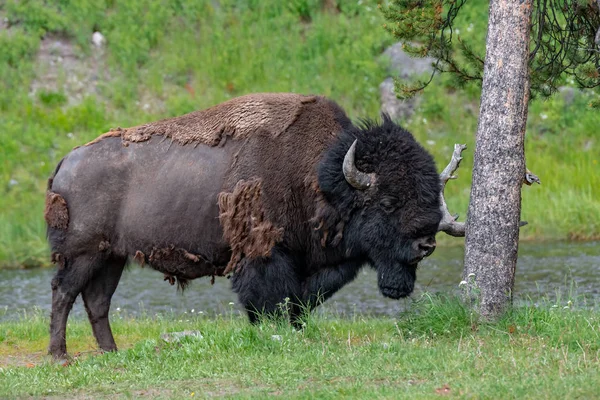 Amerikanische Bisons Lamar Valley Des Yellowstone Nationalparks Den Usa — Stockfoto