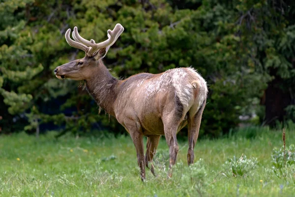 Male Elk Huge Antlers Eating Grass Road Yellowstone National Park — Stock Photo, Image