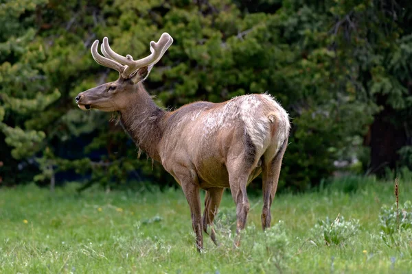 Wapiti Mâle Avec Énormes Bois Mange Herbe Long Route Parc — Photo