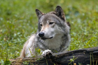 Yakın çekim portre bir kurt (Canis lupus) ile arka plan bulanık. Güzel predator ahşap ya da Batı kurt yerde yatan