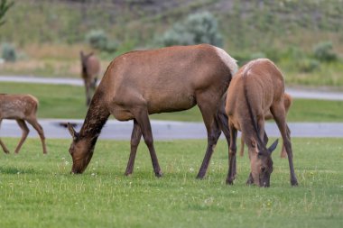 Kadın Elk, Yellowstone Milli Parkı ABD yol boyunca çim yeme