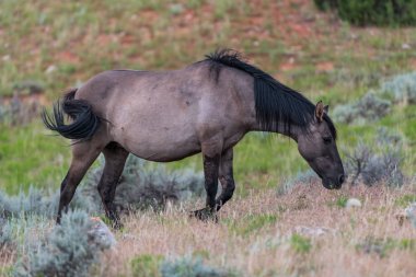Montana - Wyoming ABD Pryor dağlar yabani at aralığında vahşi atlar