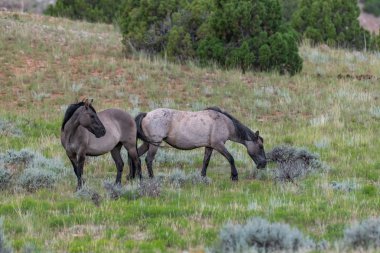 Montana - Wyoming ABD Pryor dağlar yabani at aralığında vahşi atlar