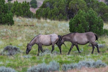 Wild Horses in the Pryor Mountains Wild Horse Range in Montana - Wyoming USA clipart