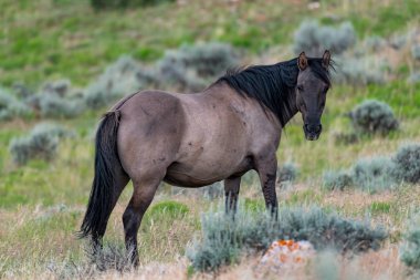 Montana - Wyoming ABD Pryor dağlar yabani at aralığında vahşi atlar