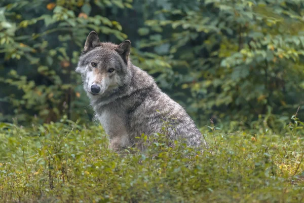 Retrato Primer Plano Lobo Gris Canis Lupus Con Fondo Borroso — Foto de Stock