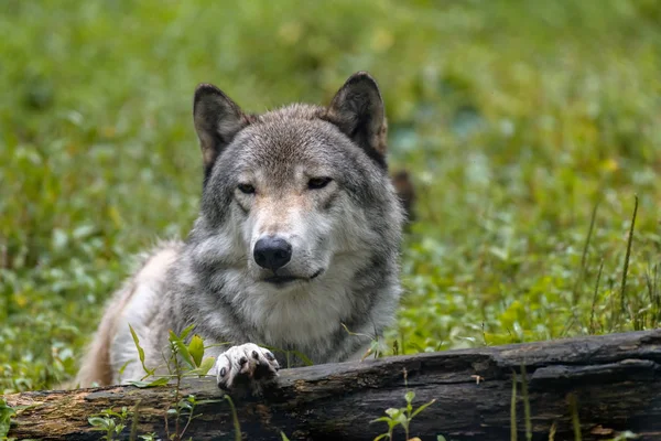 Yakın çekim portre bir kurt (Canis lupus) ile arka plan bulanık. Güzel predator ahşap ya da Batı kurt yerde yatan