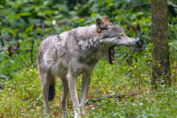 Gros Plan Portrait Loup Gris Canis Lupus Avec Fond Flou — Photo