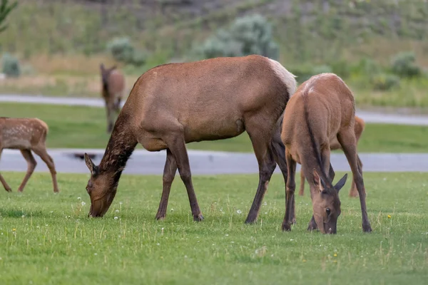 Kadın Elk, Yellowstone Milli Parkı ABD yol boyunca çim yeme