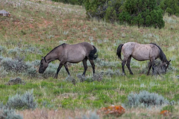 Wilde Paarden Het Pryor Bergen Wild Paard Bereik Montana Wyoming — Stockfoto