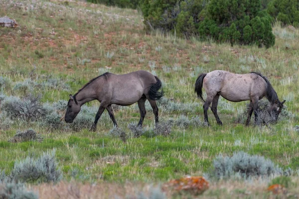 Cavalos Selvagens Nas Montanhas Pryor Wild Horse Range Montana Wyoming — Fotografia de Stock