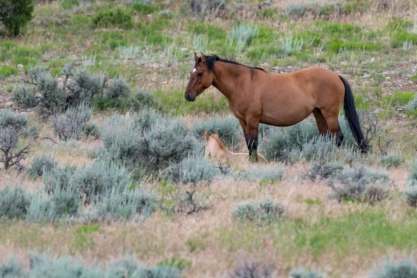 Cavalos Selvagens Nas Montanhas Pryor Wild Horse Range Montana Wyoming — Fotografia de Stock