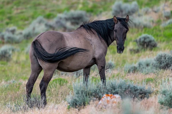Wild Horses in the Pryor Mountains Wild Horse Range in Montana - Wyoming USA