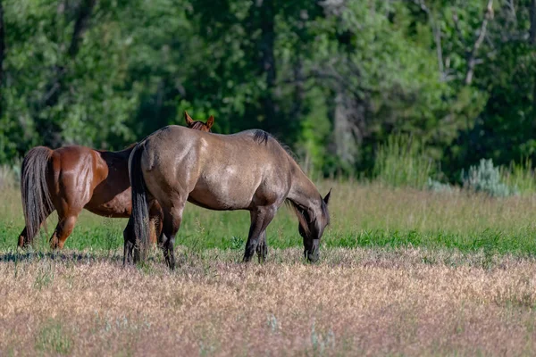 Dzikie Konie Zakresie Pryor Góry Dziki Koń Montana Wyoming Stany — Zdjęcie stockowe