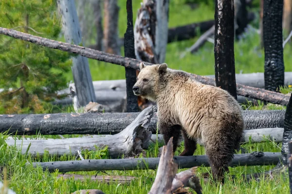 Giovane Orso Grizzly Nel Parco Nazionale Yellowstone Wyoming — Foto Stock