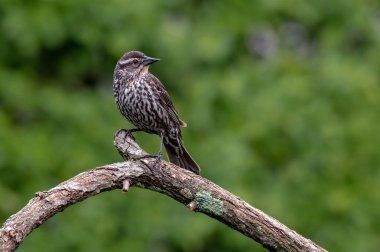 Şube üzerinde oturan ökse ardıç (Turdus viscivorus)