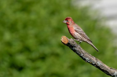 Bir dal üzerinde tünemiş House Finch-Haemorhous mexicanus