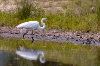 Büyük ak balıkçıl avcılık balık için Güz
