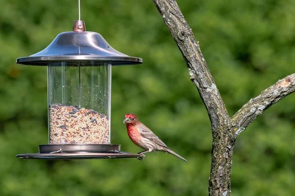 House Finch. Bir asılı kuş besleyici Dengeleme Finch kuş evi