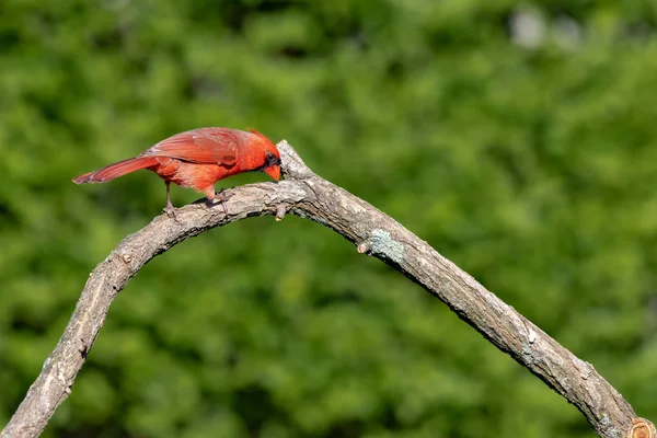 明亮的红色 Cardinalis Cardinalis 北部主教坐在干燥分支 — 图库照片