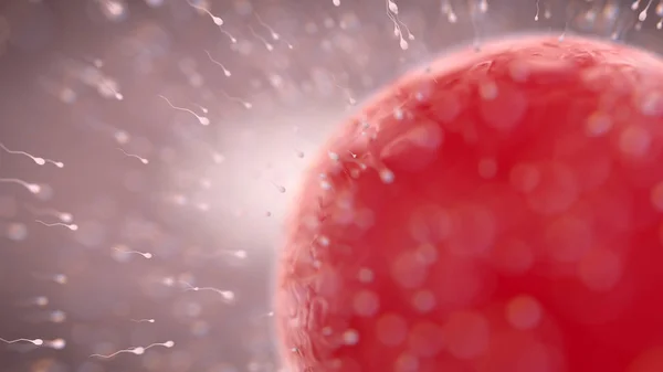 Una Vista Microscopica Centinaia Spermatozoi Che Avvicinano Uovo Rotondo All — Foto Stock