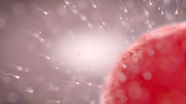 A microscopic view of hundreds of sperm cells approaching a round egg inside the body - 3D render