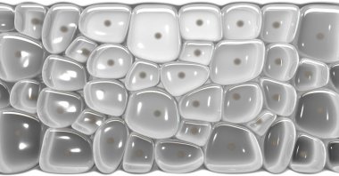 Bir çapraz bölüm bilimsel görünüm derileri üst tabaka ve eperdermis hücre alt altındaki katmanda bir izole arka plan - 3d render