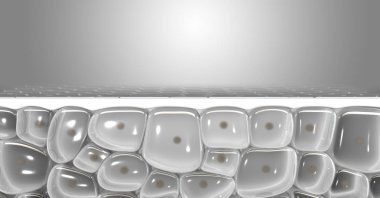 Bir çapraz bölüm bilimsel görünüm derileri üst tabaka ve eperdermis hücre alt altındaki katmanda bir izole arka plan - 3d render