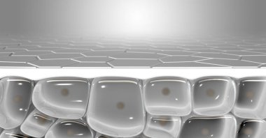 Bir çapraz bölüm bilimsel görünüm derileri üst tabaka ve eperdermis hücre alt altındaki katmanda bir izole arka plan - 3d render