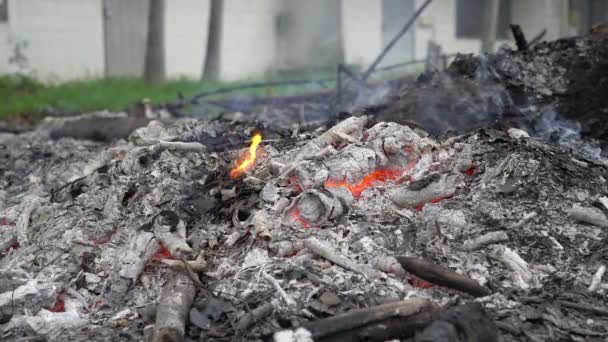 Membakar Sepotong Kayu Dari Pohon Terbakar Tapi Meninggalkan Abu Dengan — Stok Video