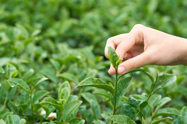 Mão Mulher Asiática Pegar Folhas Chá Plantação Chá Novos Brotos — Fotografia de Stock