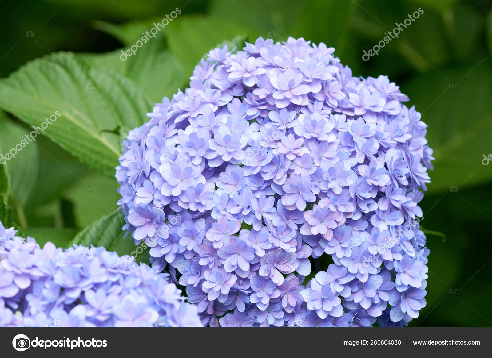 Fotos De Ajisai Flower Imagenes De Ajisai Flower Descargar Depositphotos