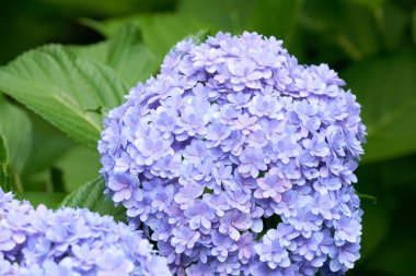 Yeşil ortanca (Hydrangea macrophylla) closeup çiçek açmış bahar ve yaz aylarında bir kasaba Garden'da. Japonlar bu 