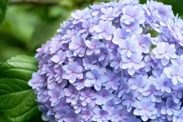 Yeşil ortanca (Hydrangea macrophylla) closeup çiçek açmış bahar ve yaz aylarında bir kasaba Garden'da. Japonlar bu 