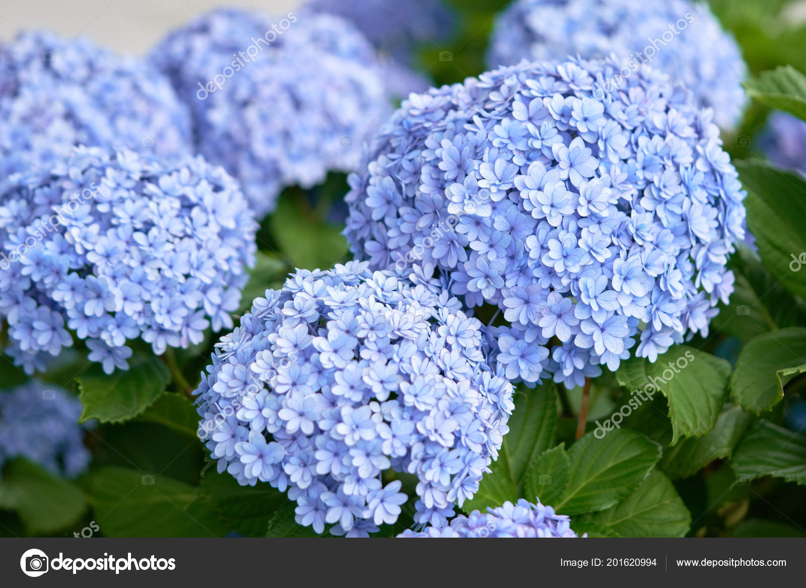 Closeup Green Hydrangea Hydrangea Macrophylla Blooming Spring Summer Town Garden Stock Photo By C Zasabe