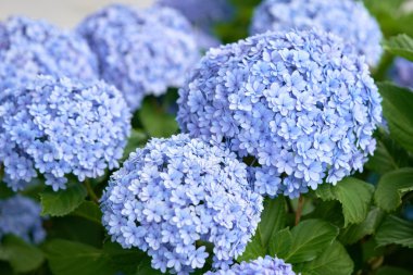 Yeşil ortanca (Hydrangea macrophylla) closeup çiçek açmış bahar ve yaz aylarında bir kasaba Garden'da. Japonlar bu 