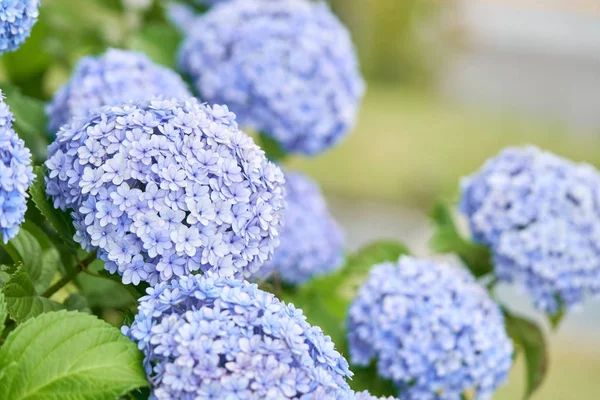 Yeşil ortanca (Hydrangea macrophylla) closeup çiçek açmış bahar ve yaz aylarında bir kasaba Garden'da. Japonlar bu 
