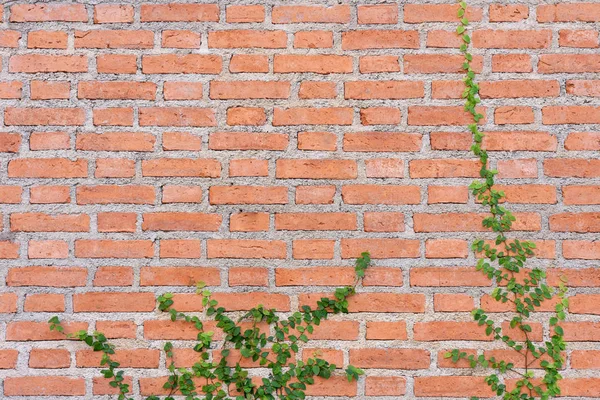 Duvar Tuğla Yaptı Daha Sonra Beyaz Boyalı Sol Duvara Creepers — Stok fotoğraf