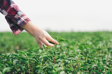 Asyalı kadın el kadar çay toplama çay plantasyondan bırakır, yeni sürgünler yumuşak sürgünler. Sağlıklı yiyecek ve içecek sudur. arka plan ile kopya alanı sağlık kavramı.