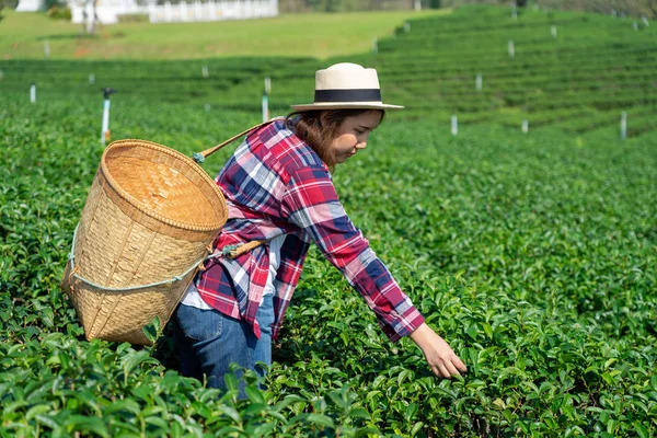 Asyalı kadın el kadar çay toplama çay plantasyondan bırakır, yeni sürgünler yumuşak sürgünler. Sağlıklı yiyecek ve içecek sudur. arka plan ile kopya alanı sağlık kavramı.
