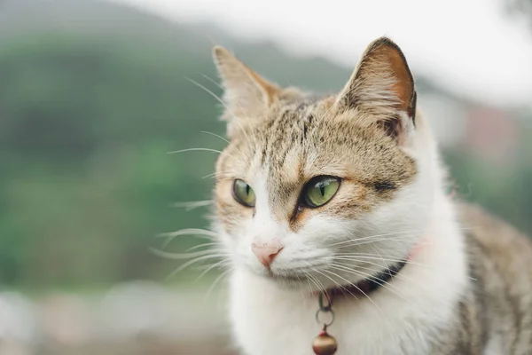 Портрет Милый кот сидит перед домом Милый домашний питомец — стоковое фото