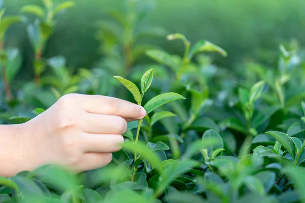 Asian woman hand picking up the tea leaves from the tea plantati