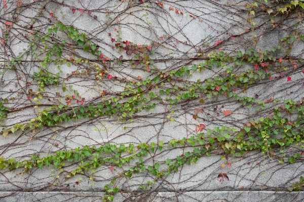 Die Wand besteht aus Ziegelsteinen und ist dann weiß gestrichen. Es gibt c — Stockfoto