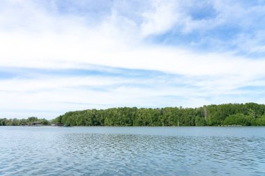 Mangrove Orman (Ceriops decandra) Ayrıca altın Mead olarak bilinen