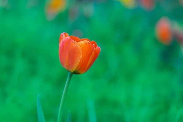 Bouquet of tulips (Tulipa spp. L.). Give a warm feeling to the g